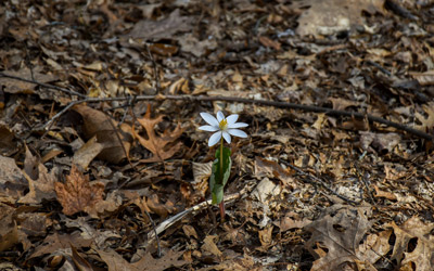 The small white flower of bloodroot blooms in the Inner Park.