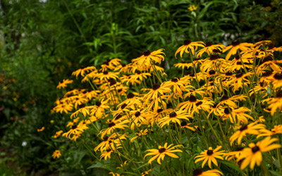 Yellow flowers with brown centers bloom along a garden bed.