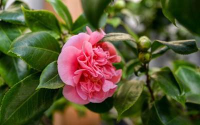 A pink camellia in bloom in the Limonaia.