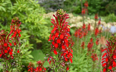 Red cardinal flower blooms in the Garden.