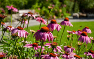 Pink coneflowers bloom in The Ramble.