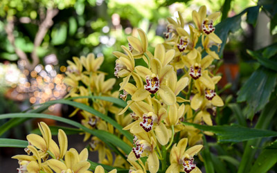 Yellow blooms of a cymbidium orchid.