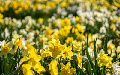 Yellow, white, and orange daffodils in bloom in the Field of Daffodils.