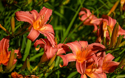 Orange-red daylilies bloom in the Garden of Inspiration.