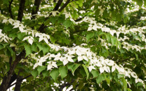 The star-like white flowers of a dogwood stand out against the green foliage.