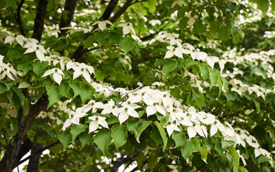 The star-like white flowers of a dogwood stand out against the green foliage.