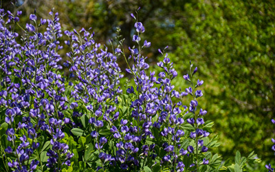 Purple flowers in bloom along the stalk of a false indigo plant.