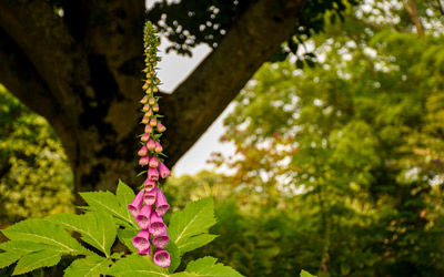 The pink flowers of a foxglove stand tall along their stalk in the Cottage Garden.