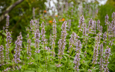 Giant hyssop blooms attract bees and other pollinators.