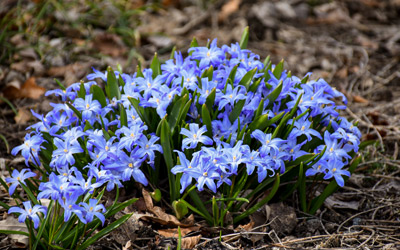 Indigo colored blooms of glory of the snow bloom in a clump.