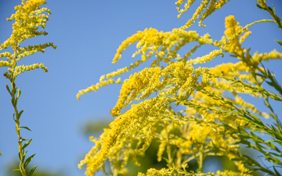 Bright yellow flowers stand out against the blue sky.