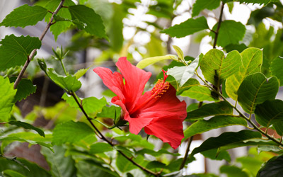 A hibiscus blooms with a coral-pink flower.