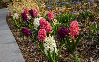 Pink, purple, and white hyacinth blooms in bloom along the Perennial Path.