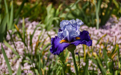 A purple bearded iris blooms in the Garden of Inspiration.
