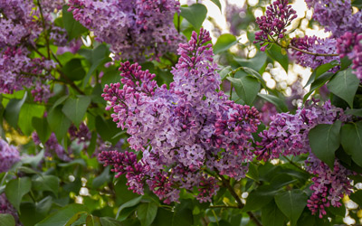 Lilac blooms in large clumps of flowers.