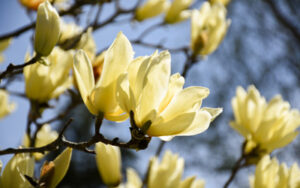 A yellow magnolia flower blooms in the sunlight.