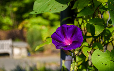 A morning glory flower, a purple flower with a pink center grows along its vine.