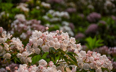 Light pink and white flowers rest in clusters on a shrub.