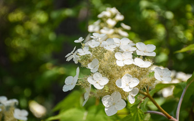White flowers on an oakleaf hydrangea in bloom along Pliny's Allee.
