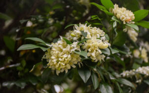 White flowers bloom in a cluster on the orange jasmine in the Orangerie.