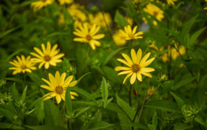Small yellow flowers stand tall along the Perennial Path of the Lawn Garden.