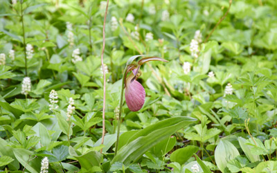 A lady slipper orchid blooms in the middle of a garden bed.
