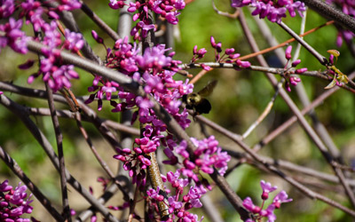 A bee enjoys the bright pink flowers of a redbud.