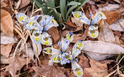 Light blue and yellow reticulated irises show off stunning detail after blooming through leaf litter.