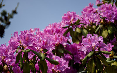 A pink rhododendron blooms.