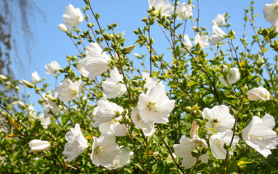 The white flowers of the shrub bloom in the summer against the blue sky.