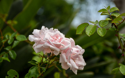 Light pink roses blom under the pergolas in the Lawn Garden.