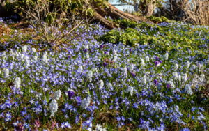 Scilla blooms within a garden bed.