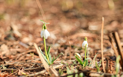 Two snowdrop flowers bloom around a wintry backdrop.