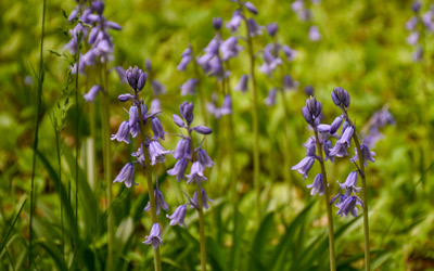 A group of spanish bluebells illuminated in the sunlight.
