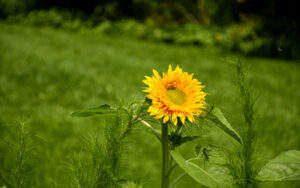 A single sunflower stands in a garden bed.