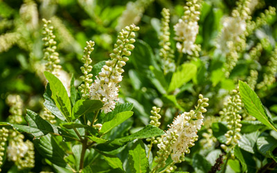 White clethra flowers bloom in the Lawn Garden.