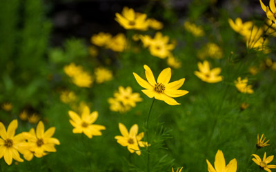 Yellow flowers with green foliage.