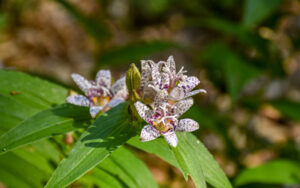 A toad lily blooms in the sun in the Garden.