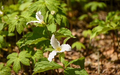 The simple white petals of a great white trillium bloom in the Inner Park.