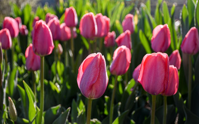 Pink tulips in bloom. The sun shines on them from behind.