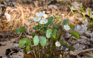 Small white flowers and the large leaves of twinleaf in bloom in the Inner Park.