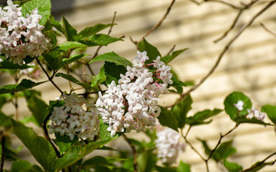 White flowers clusters together on a Korean spicebush.