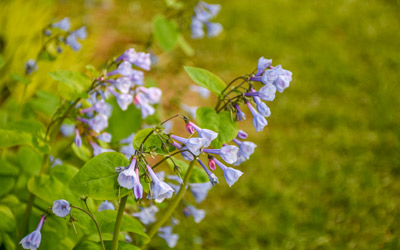 Virginia bluebells blooming in the Cottage Garden.