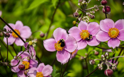 A bee collects pollen on a pink windflower.