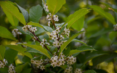 Small white flowers bloom in groups on a winterberry.