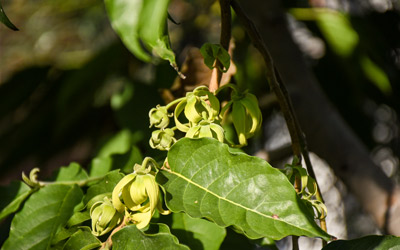 The green flowers of the ylang ylang are illuminated with a ray of sun.