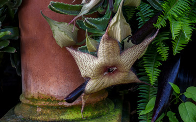 A starfish like bloom of the carrion plant attracts flies.