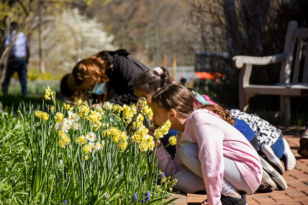 A young girl uses a magnifying glass to look at daffodils blooming in the Garden.