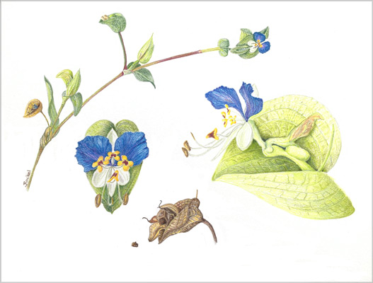 Botanical illustration of a Asiatic Day Flower from the New England Wildflowers NESBA exhibit.