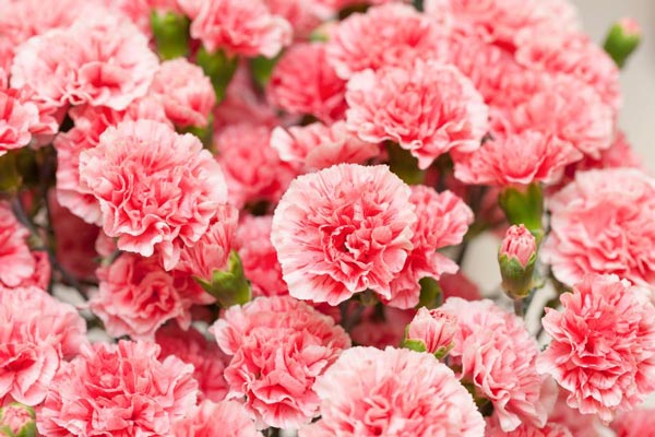 Close up of pink carnations blooming.